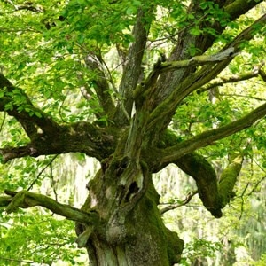 Plantera ett träd - Bambusask fylld med 360 gram läcker choklad